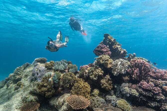 Great Barrier Reef Full Day Tour from Cairns - Discovering the Itinerary: What to Expect