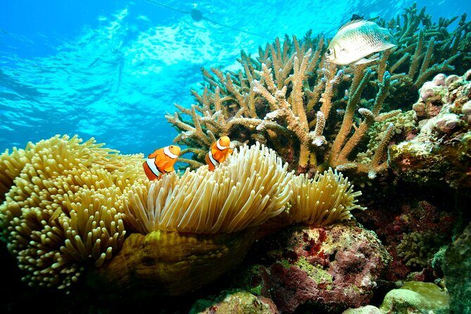 Great Barrier Reef Indulgence Package from Cairns - The Sum Up: Is This Tour Worth It?