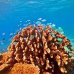 Great Barrier Reef Small Group Snorkelling Adventure - What’s Included and What To Expect