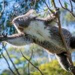 Great Ocean Road 12 Apostles & Rainforest Walk with Morning Tea - Who Would Love This Tour?