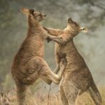Great Ocean Road 12 Apostles Tour - Less crowd more highlights - Transportation, Group Size, and Comfort