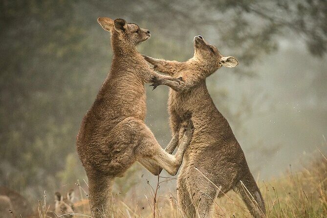 Great Ocean Road 12 Apostles Tour - Less crowd more highlights - Transportation, Group Size, and Comfort