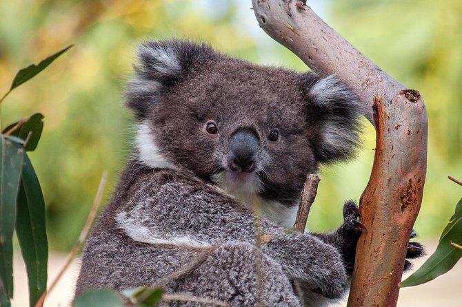 Great Ocean Road and Wildlife Tour for Backpackers aged 18-35 - The Benefits of a Guided Small-Group Experience