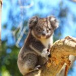 Great Ocean Road: Guided Wildlife Walk that Supports Nature - Breakdown of the Itinerary
