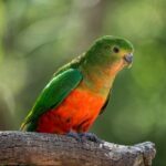 Great Ocean Road Private Tour - What Makes This Tour Special?