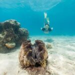 Green Island Day Trip from Cairns - The Value of This Tour