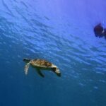 Guam's Private 5 Star Guided Snorkeling Tour! - Why This Tour Offers Great Value