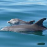 Guided Dolphin Eco-Cruise in Koombana Bay - Why This Tour Offers Good Value