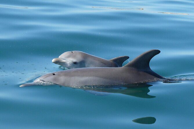 Guided Dolphin Eco-Cruise in Koombana Bay - Why This Tour Offers Good Value