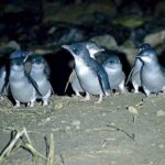 Guided Evening Penguin Viewing Otago Peninsula, Dunedin, New Zealand - Practical Tips for Visitors