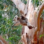 Guided Koala Walk and Bushfire ecology tour - Practical Details That Matter