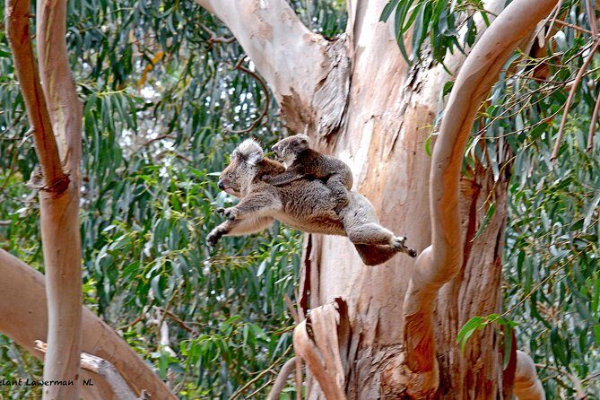 Guided Koala Walk and Bushfire ecology tour - Practical Details That Matter
