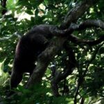 Guided Night Walk in Cape Tribulation - Who Should Consider This Tour?