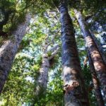Guided Puketi Kauri Forest Tour in Bay of Islands - FAQ
