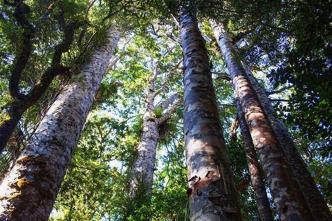 Guided Puketi Kauri Forest Tour in Bay of Islands - FAQ