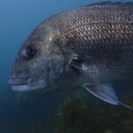 Guided Shore Dive Tour for Certified Divers - What You Can Expect on the Tour