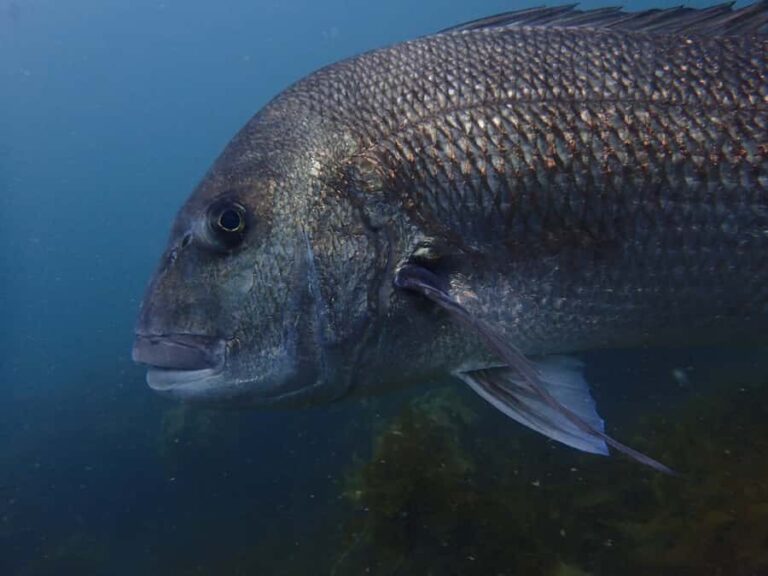 Guided Shore Dive Tour for Certified Divers - What You Can Expect on the Tour