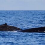 Guided Small Group Whale Watching and Swim Tour Tahiti - The Guides and The Experience