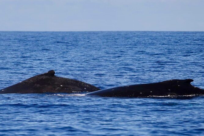 Guided Small Group Whale Watching and Swim Tour Tahiti - The Guides and The Experience