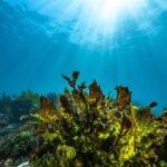 Guided Snorkel Tour at Australias most iconic beach - What to Expect on the Tour