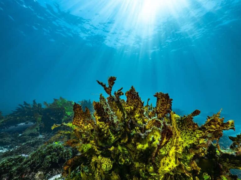 Guided Snorkel Tour at Australias most iconic beach - What to Expect on the Tour