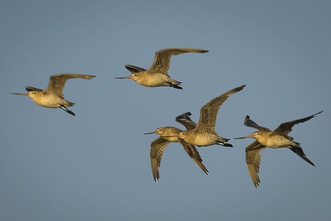 Guided Tour at Pukorokoro Shorebird Centre - Practical Details and Tips