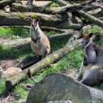 Hahndorf and Hills Wildlife Wonders - What Makes This Tour Stand Out?