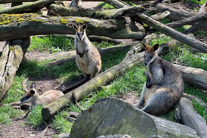 Hahndorf and Hills Wildlife Wonders - What Makes This Tour Stand Out?