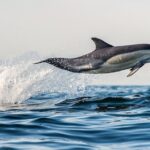 Half Day Dolphin & Wildlife Cruise - Tauranga - Final Thoughts