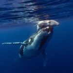 Half-Day Humpback Whales Encounter in Moorea - Why This Tour Is a Great Choice