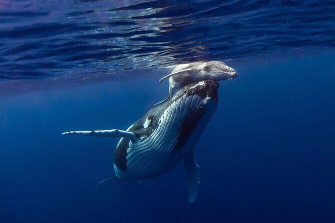 Half-Day Humpback Whales Encounter in Moorea - Why This Tour Is a Great Choice