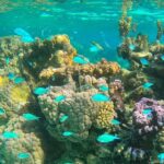 Half day lagoon safari tour in Bora Bora- Shared tour - Who Will Love This Tour?