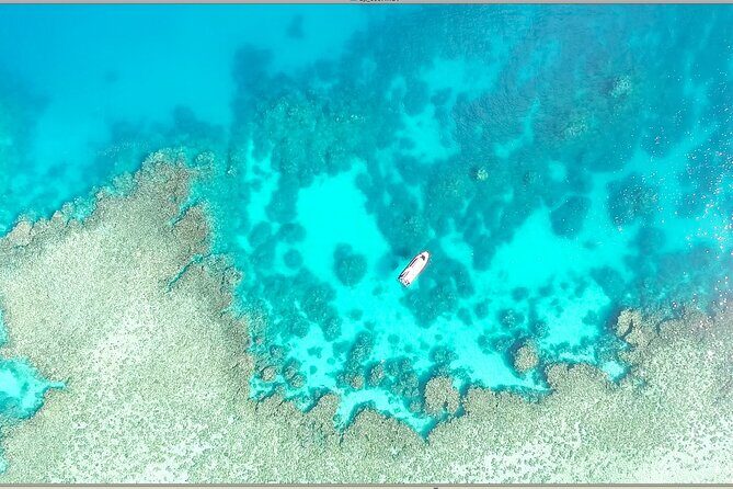Half Day Outer Reef Snorkelling Tour from Port Douglas - The Experience: Authentic Marine Encounters