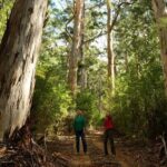 Half-Day Pemberton National Parks Beach and Forest Eco Adventure - Warren National Park: Forests Less Traveled