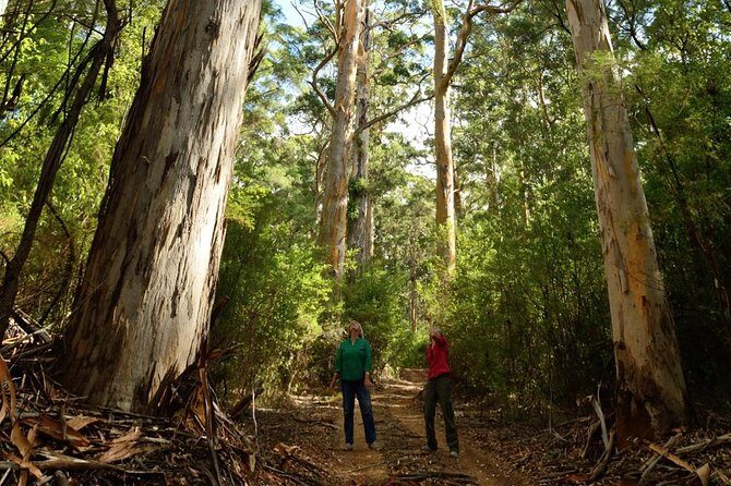 Half-Day Pemberton National Parks Beach and Forest Eco Adventure - Warren National Park: Forests Less Traveled