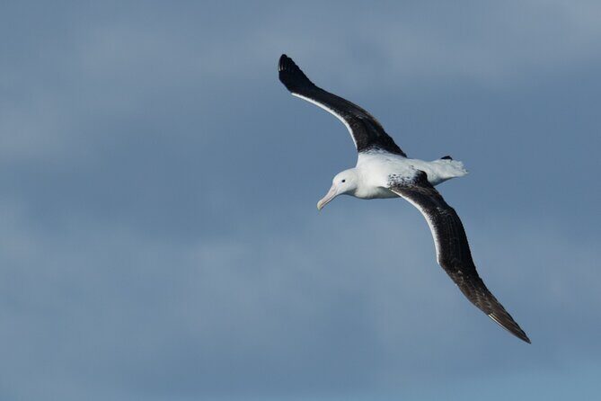 Half-Day Private City, Sights & Wildlife Tours - Why This Tour Is a Great Choice