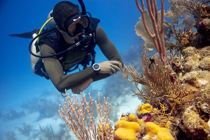 Half-Day Private Discover Dive at Australia's Iconic Beach - Who Should Consider This Experience?
