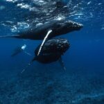 Half Day Small Group Whale Watching - Why This Tour Offers Real Value