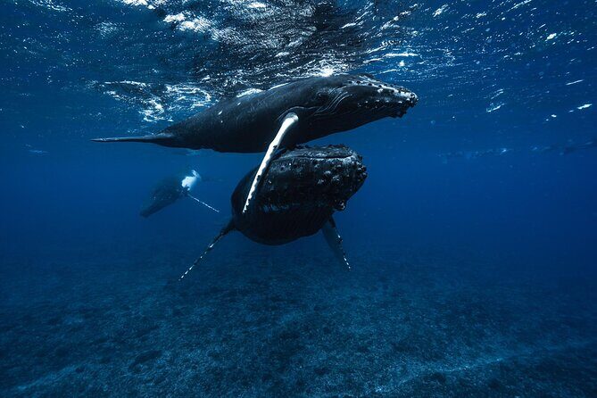 Half Day Small Group Whale Watching - Why This Tour Offers Real Value