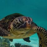 Half Day Snorkel 2.5hr Turtle Tour on the Ningaloo Reef, Exmouth - Who Would Love This Tour?