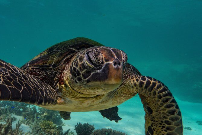 Half Day Snorkel 2.5hr Turtle Tour on the Ningaloo Reef, Exmouth - Who Would Love This Tour?