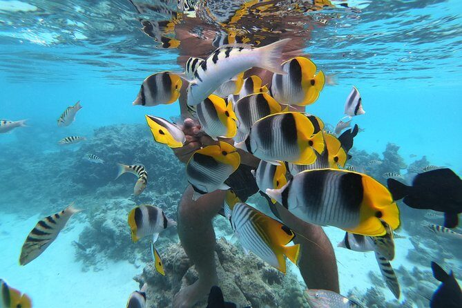 Half Day Snorkeling in Moorea - Why This Tour Stands Out in Moorea