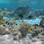 Half day Snorkeling Shared Boat Tour in Bora Bora - The Itinerary Breakdown