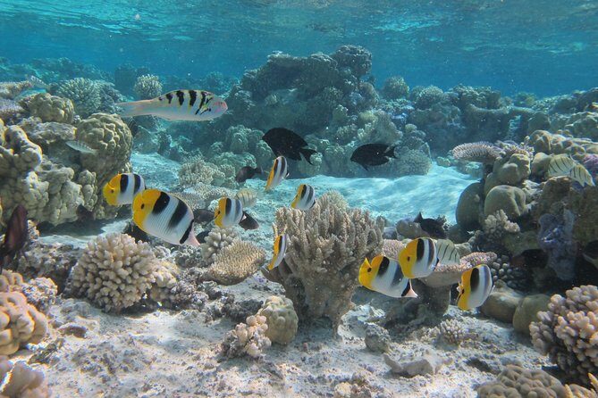 Half day Snorkeling Shared Boat Tour in Bora Bora - The Itinerary Breakdown