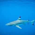 Half-Day Snorkeling Tour in Tahiti - Real Traveler Experiences: What They Say