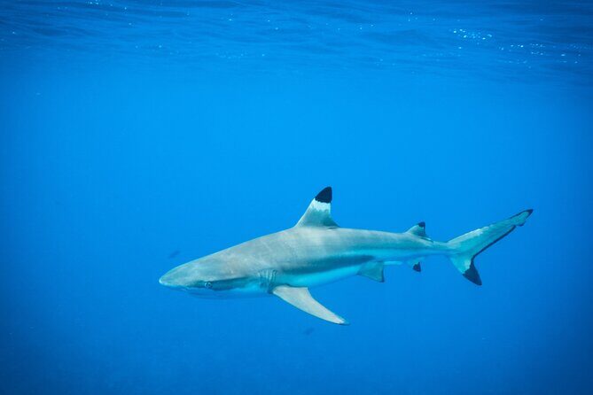 Half-Day Snorkeling Tour in Tahiti - Real Traveler Experiences: What They Say