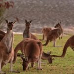 Half-Day Swan Valley & Wildlife Park Tour - A detailed look at the tour experience