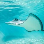 Half Day Tour lagoon discovery marine fauna flora small group - The Sum Up