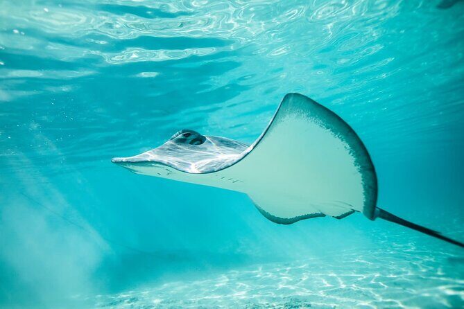 Half Day Tour lagoon discovery marine fauna flora small group - The Sum Up