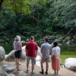 Half Day Tour to Daintree Rainforest and Mossman Gorge - An In-Depth Look at the Tour Experience